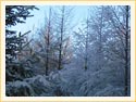 Predajna - Priroda_zimna panorama v mladom lese